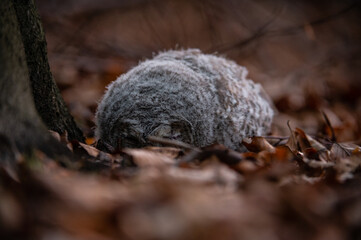 The little tawny owl sleeps