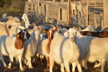 herd of goats of different sexes, colors and ages in the field