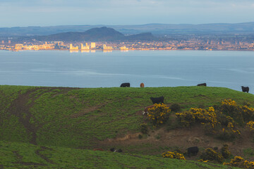 View with cows from the Fife countryside farmland across the Firth of Forth of Leith, Arthur's...
