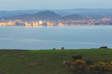 View with cows from the Fife countryside farmland across the Firth of Forth of Leith, Arthur's...