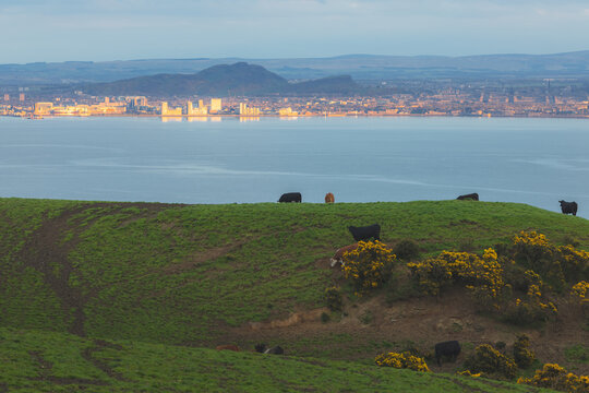 View with cows from the Fife countryside farmland across the Firth of Forth of Leith, Arthur's Seat, Salisbury Crags and the Edinburgh cityscape skyline at sunset in Scotland, UK.