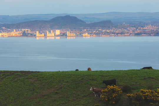 View with cows from the Fife countryside farmland across the Firth of Forth of Leith, Arthur's Seat, Salisbury Crags and the Edinburgh cityscape skyline at sunset in Scotland, UK.