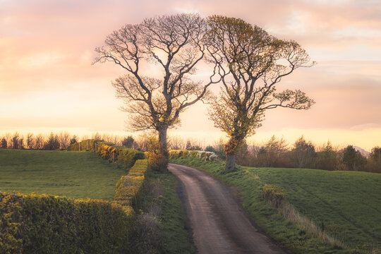A country lane passes through rural countryside farmland and hedges, beneath two oak trees at sunset or sunrise near Kinghorn, Fife, Scotland, UK.