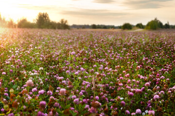 Summer landscape with a field of blooming pink clove.