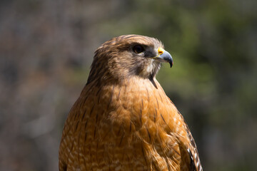 Red Tailed Hawk