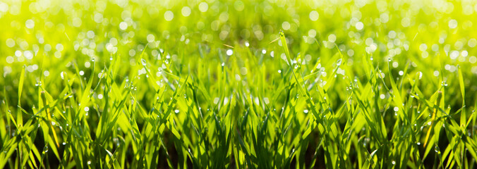 Juicy green grass in a meadow with drops of water.