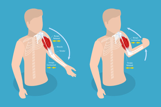 3D Isometric Flat Vector Conceptual Illustration of Anatomical Contracted And Relaxed Arm Muscular, Biceps and Triceps Motion Anatomy