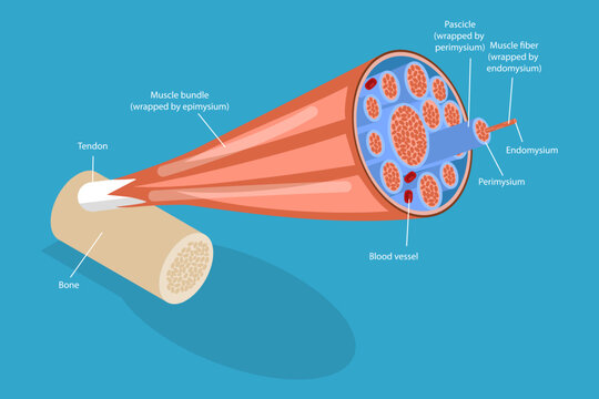 3D Isometric Flat Vector Conceptual Illustration of Skeletal Muscles, Anatomical Structure