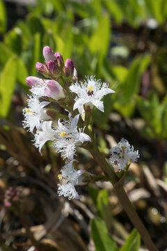 Trefle d'eau, bogbean