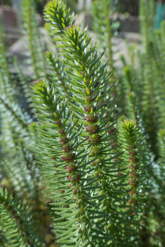 Pesse d'eau, common mare's tail