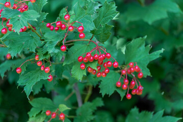Highbush Cranberry Growing Wild In August