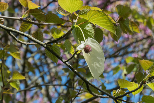 de Vilmorin handkerchief tree, arbre aux pochettes