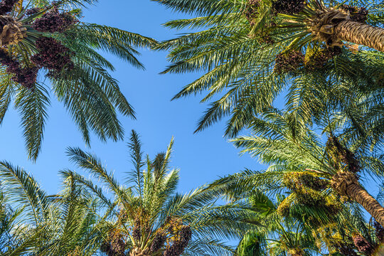 Blue sky and date palm trees view from below, tropical background.