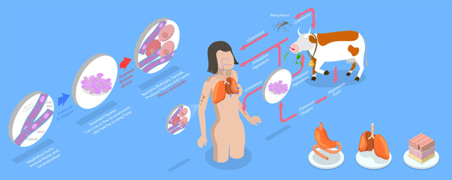 3D Isometric Flat Vector Conceptual Illustration of Anthrax, Labeled Medical Infection Disease Cycle Scheme