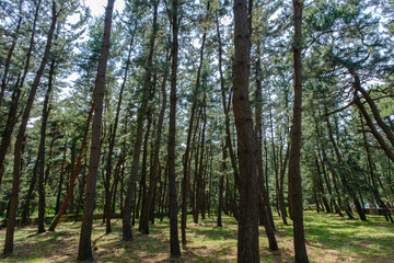 福井県敦賀市　気比の松原