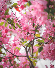Obraz premium pink cherry blossom in spring