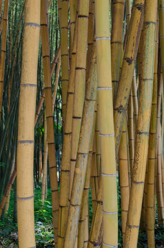 Bambou, bamboo