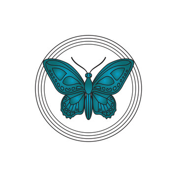 vector image of blue butterfly with white background and black lines