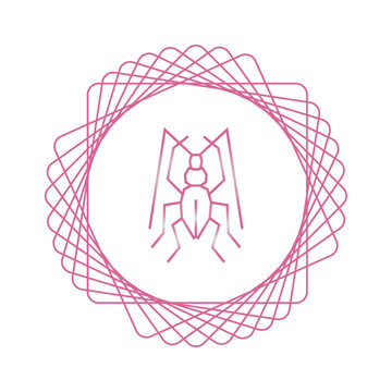 vector image of insect in pink lines with white background
