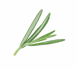 Sprig of fresh rosemary isolated on white