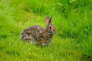 rabbit in the grass