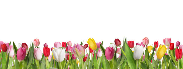 Many beautiful tulips on white background, banner design © New Africa