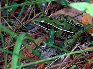 A Leopard Frog with Bright, Shining Eyes, Sitting Still Among Grass Stems 
