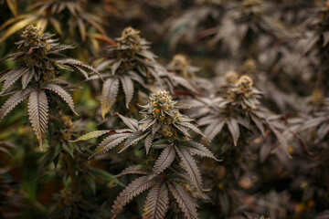 Cannabis buds or marijuana female blooming flowers growing at indoors garden