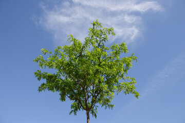 &Aacute;rbol humeante fondo azul