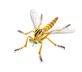 hanging thief robber fly or robberfly - Diogmites esuriens - isolated on white background yellow tan beige body with big green eyes, known for hanging from plant while eating prey. Top dorsal view