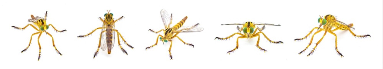 hanging thief robber fly or robberfly - Diogmites esuriens - isolated on white background yellow tan beige body with big green eyes, known for hanging from plant while eating prey. five views