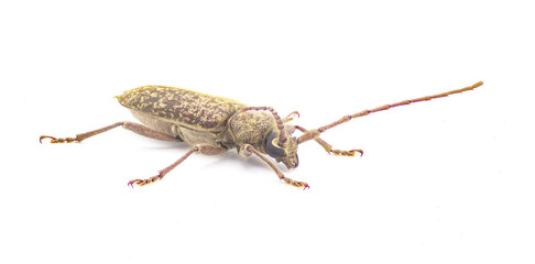 Robust Oak Borer beetle - Enaphalodes atomarius - a large destructive pest of Longhorned beetle that destroy wood during their larval stage.  Isolated on white background front side view