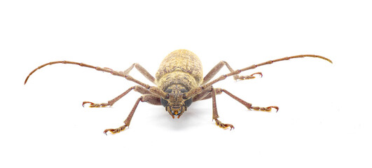 Robust Oak Borer beetle - Enaphalodes atomarius - a large destructive pest of Longhorned beetle that destroy wood during their larval stage.  Isolated on white background front face view