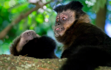 Capuchin monkey on a branch in the middle of the trees showing expressive funny face
