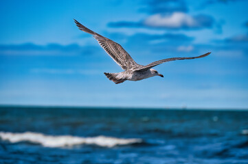 seagull in the sky