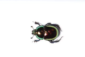 Escarabajo de color gasolina sobre un fondo blanco