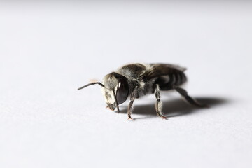 Pequeña abeja minera sobre un fondo blanco