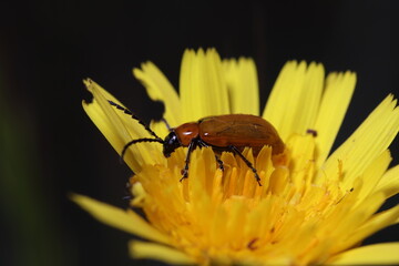 Pequeño polinizador de color anaranjado sobre una flor amarilla