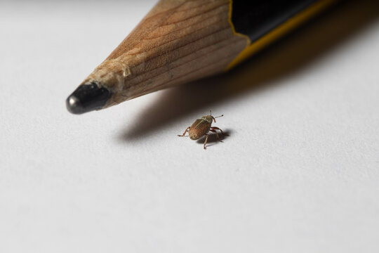Peque&ntilde;o curc&uacute;lido al lado de la punta de un lapicero