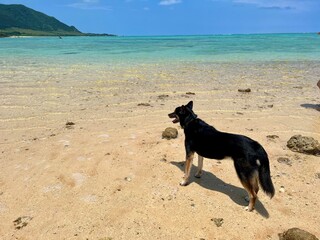 A black shepherd looks out over a beautiful beach in Ishigaki island, Okinawa 