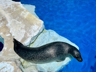 日本の水族館にいる黒くてツヤのあるアザラシ © Tleep