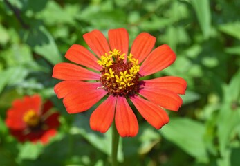 orange flower in the garden