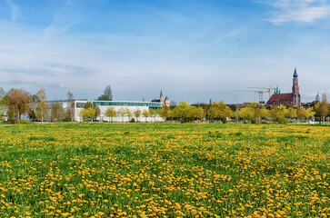 Tranquil European Landscape - Green Grass and Yellow Dandelions