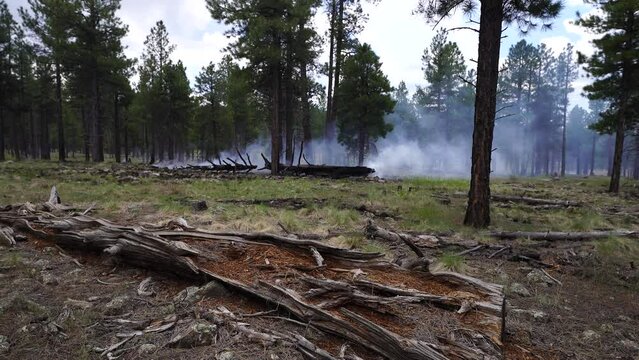 Northern Arizona Prescribed Burn Forest Wildfire, Pine Trees, America, USA 2023.