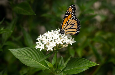 Monarch Butterfly Feeding on White Penta Flowers