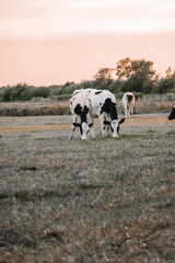 black and white cows in the pasture.Holstein Friesian Cattle.dairy cows with black and white spotting.Farm animals cows graze and eat grass in a meadow at dawn.Breeding and rearing cows.