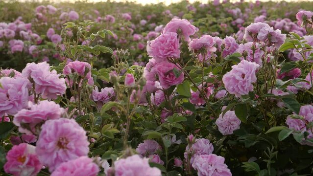 Rose Fields and Plantations. Beautiful Pink Roses. Roses are Grown on Plantations for the Production of Essential Oils and Cosmetics