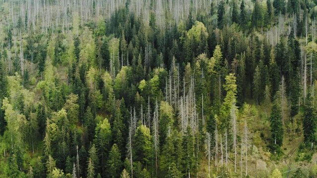 Top view aerial of hills covered with green coniferous and deciduous forest, mixed woodland with dead trees damaged by insect infestation. Drone shot pine trees spruce treetops. Flight over sick woods
