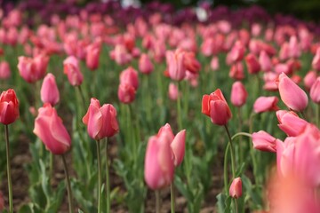 Beautiful colorful tulips growing in flower bed, selective focus