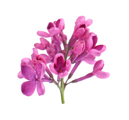 Naklejka na ściany i meble Beautiful fragrant lilac flowers on white background